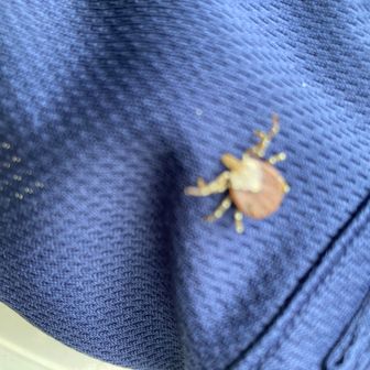 マダニ