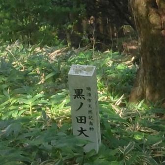 黒ノ田大栂(天然記念物)