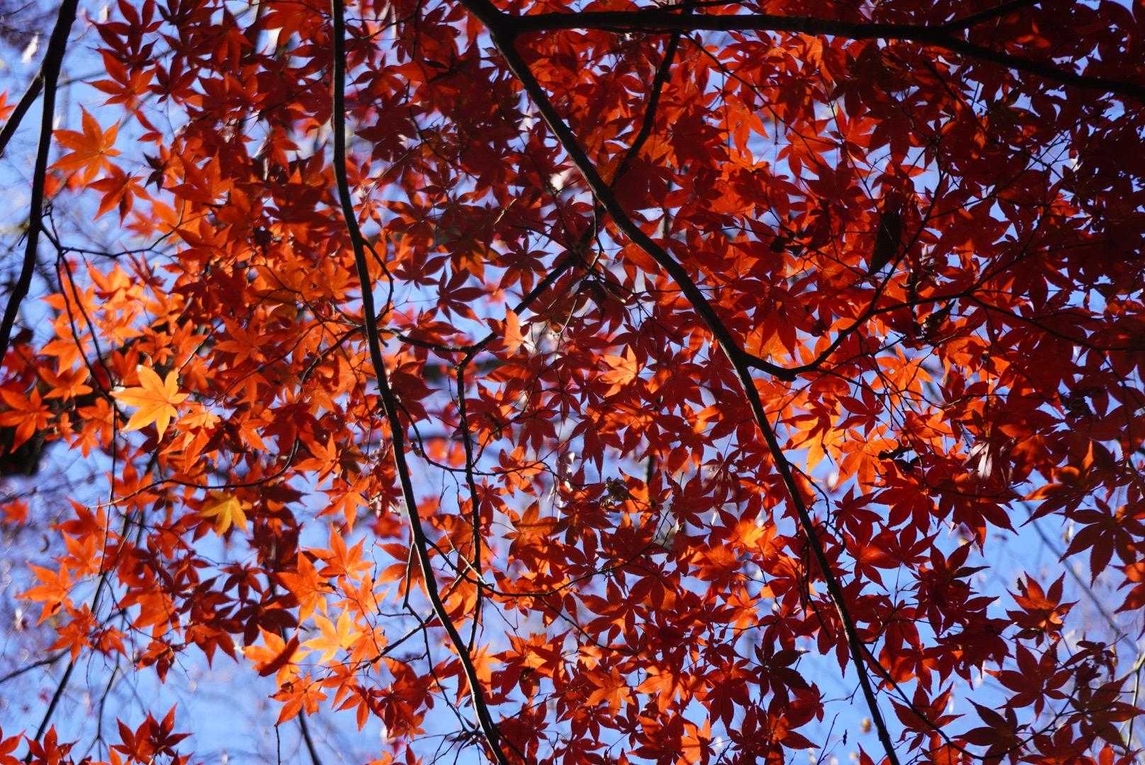 鮮やか🍁
