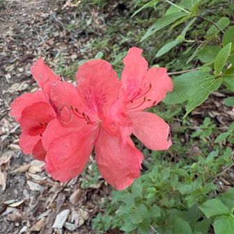 ヤマツツジ🌺