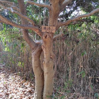 横峰山。山名標がいくつか