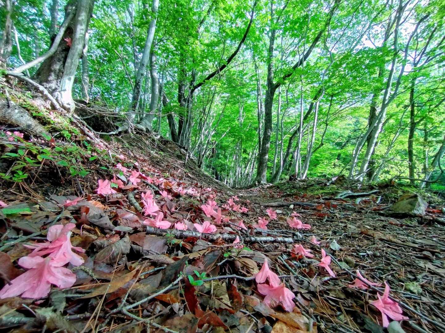 ヤマツツジの花びら🌸と新緑🌿