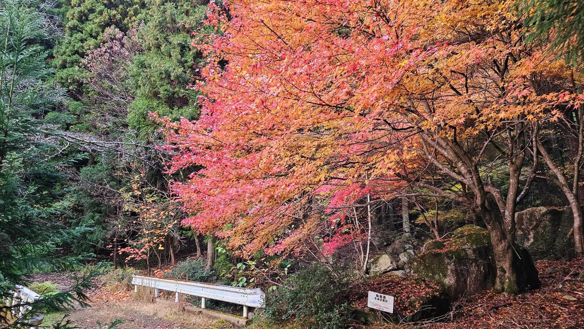 華やかな色🍁