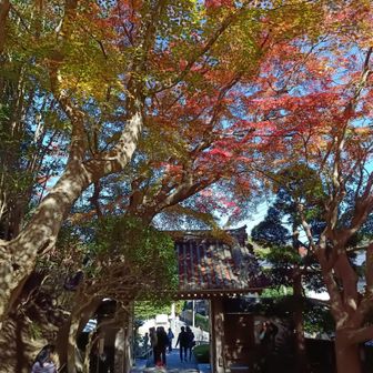 報国寺は紅葉もイイ感じで、人気のお寺でした。