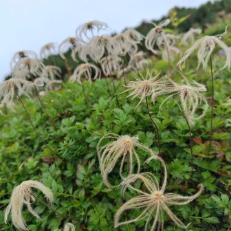 チングルマはもう綿毛です