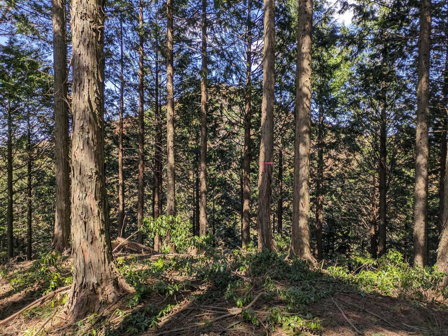 ピークから檜植林越しの竹ノ茅山