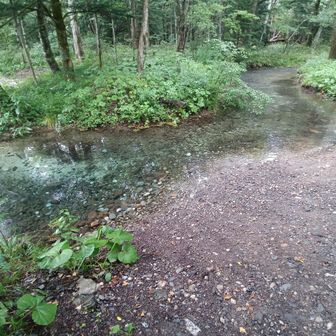 湧水由来の水💧は清んでるねぇ✨