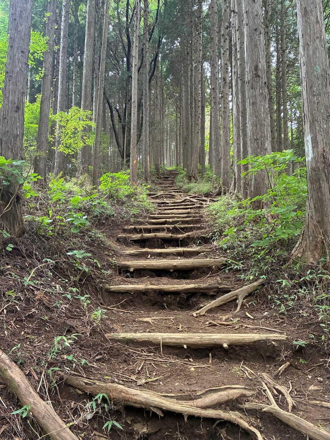 日の出山山頂に向けて直登の階段が続く