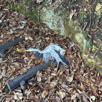 サギが死んでました。南無阿弥陀仏🙏