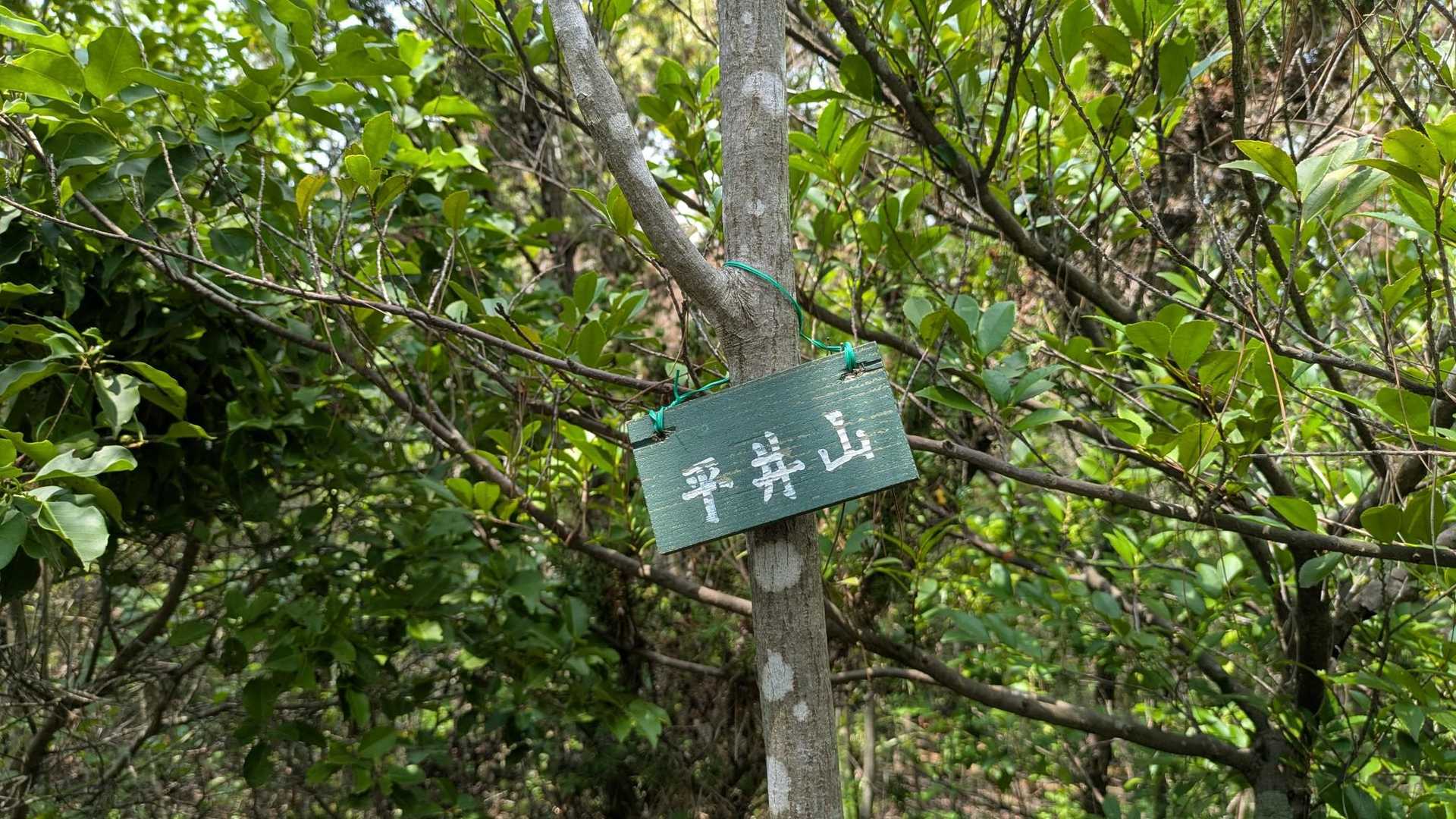 平井山登山口-平井山 往復コースの写真