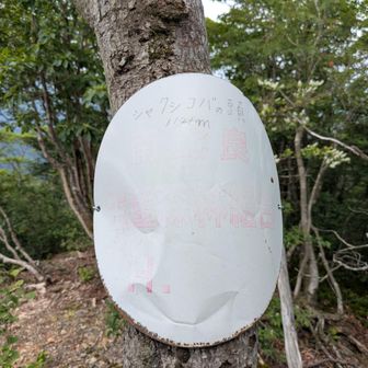 シャクシコバの頭
字が薄くて写ってない