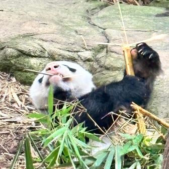 ぱんだこぱんだ