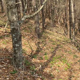 カラマツ林の林床には何やら春の野の花の芽生えが群生？