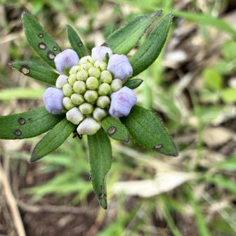 これは何の花かなぁ

調べてみるとマツムシソウのつぼみだそうです！