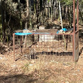 通りすがりの紳士が、「下に飼われているイノシシが居ますよ」とのことで見に行く

て！おいおい！
これどう見ても罠に掛かったイノシシだろ
しかも3匹もおる

可哀想？情けをかけてはいけませんよ