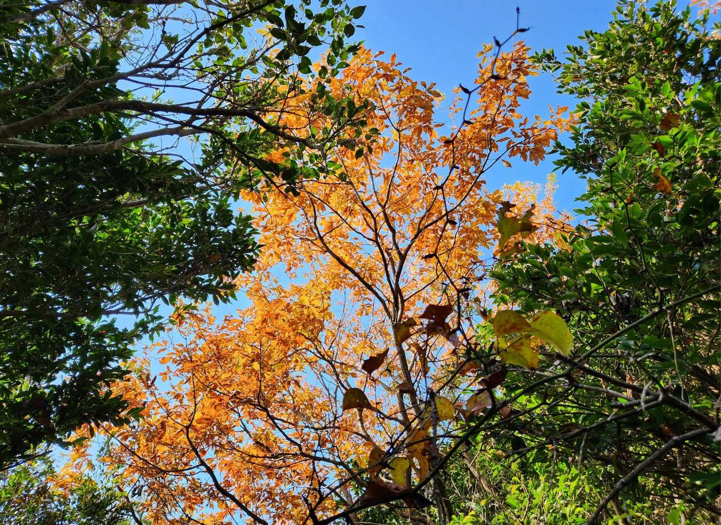 🍁