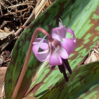 カタクリか咲いてる
