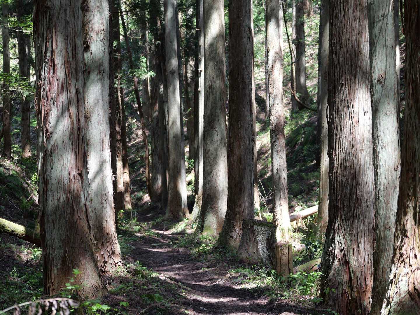 菩提寺山 周回コースの写真
