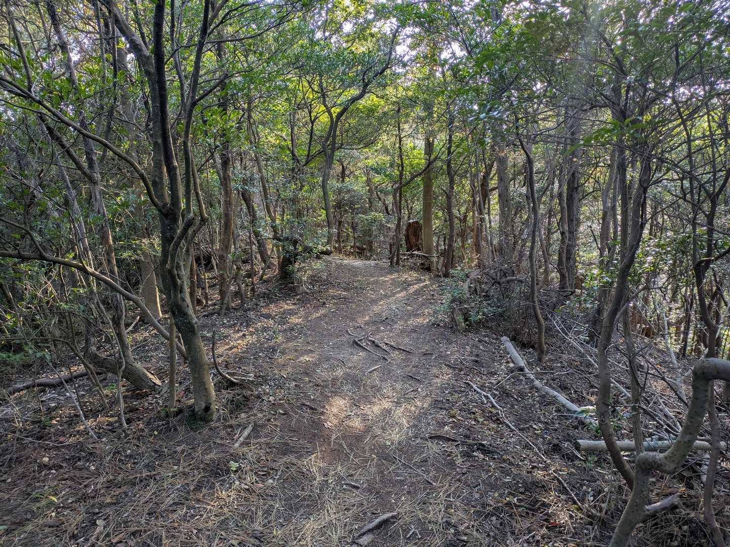 ばくち山登山口-博智山 往復コースの写真