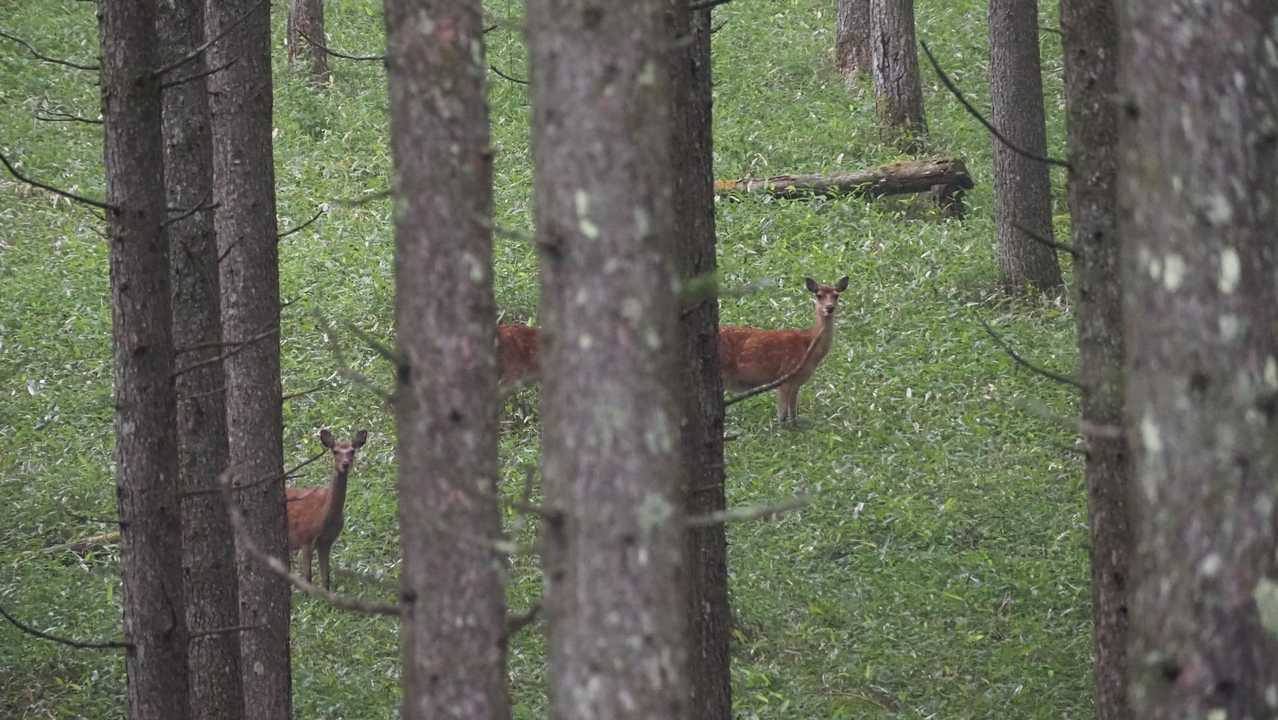 中央分水嶺トレイル（長門牧場〜白樺湖〜八島湿原〜三峰山〜美ヶ原）、2daysスルーハイク の写真 17