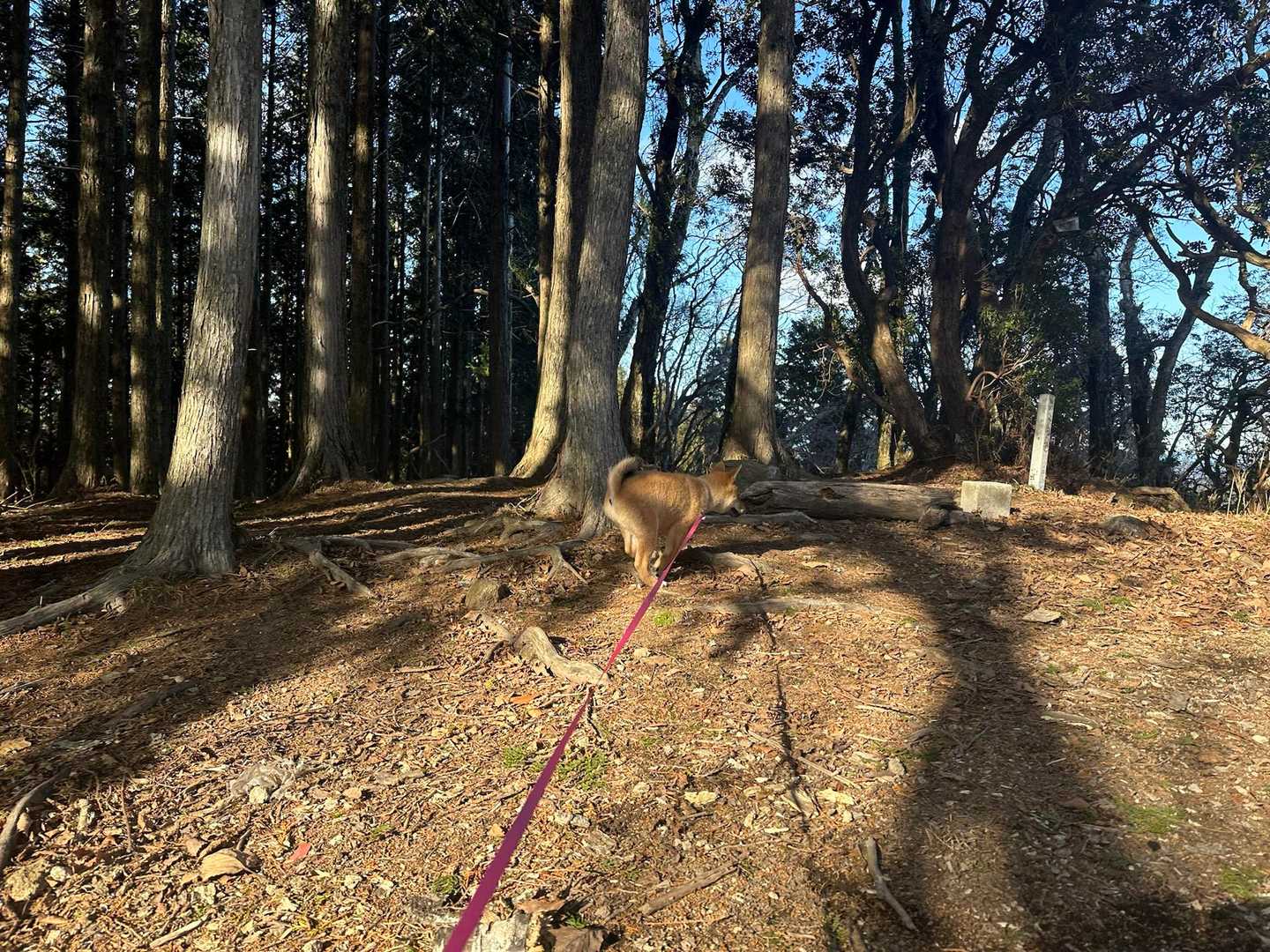 ウサギのまね🐰
