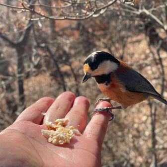 ヤマガラも手に乗ってくれました