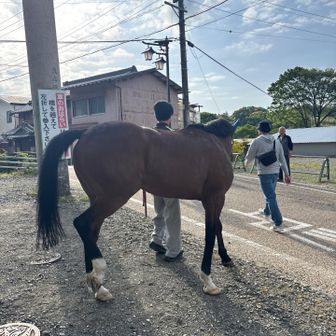 今回も🐎に会いました🎵