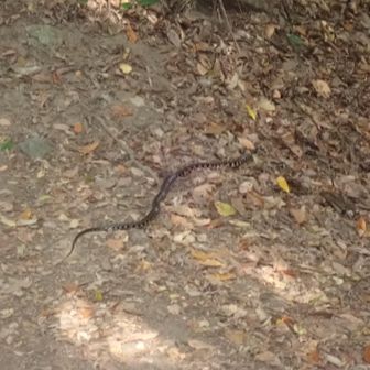 ヘビ🐍2