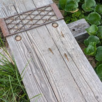 霧が出たり雨がパラつくと、トンボは止まって休んでいました。トンボが飛んでいると、アブやハチがいなくなるので、ほんとありがたいです！
