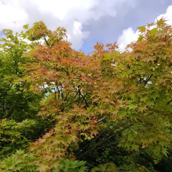 紅葉が始まってます🍁