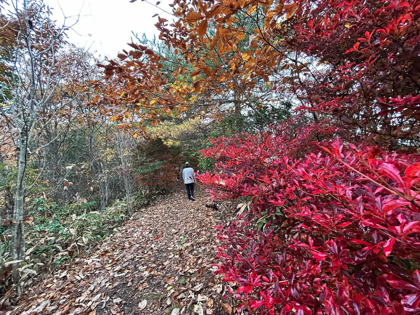葦嶽山 往復コースの写真