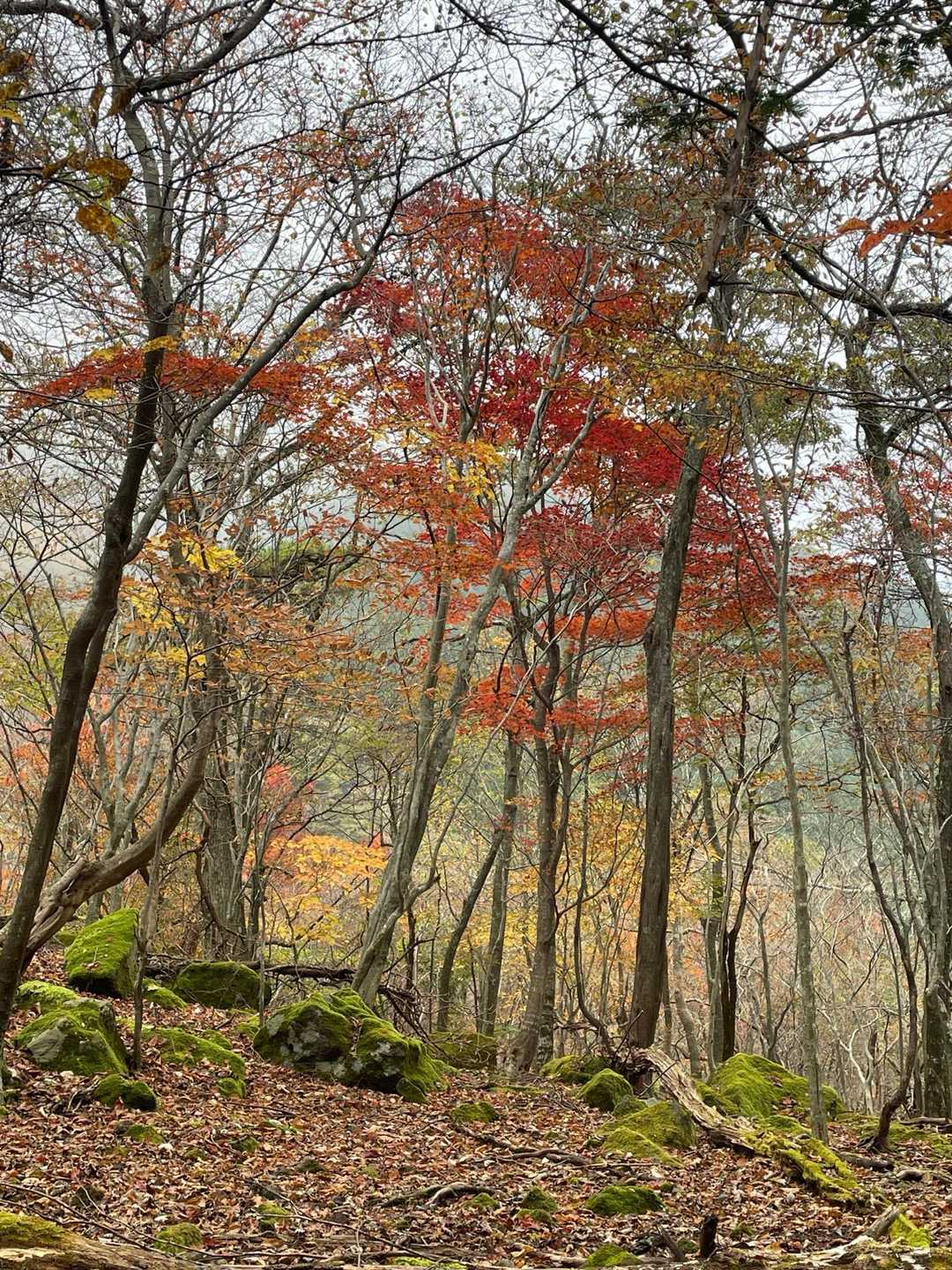 由布岳 猪ノ瀬戸登山口コースの写真