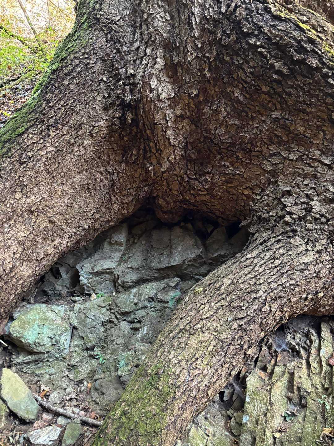 時坂峠-浅間嶺-天領山 往復コースの写真