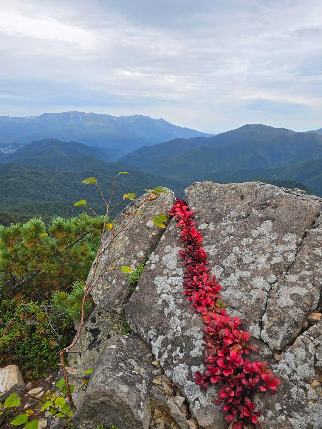 ウラシマツツジ🍁大雪山