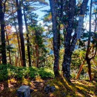 迷いまくった頂仙山。道なき山を彷徨った。。。。登れないし降りれないし半泣き