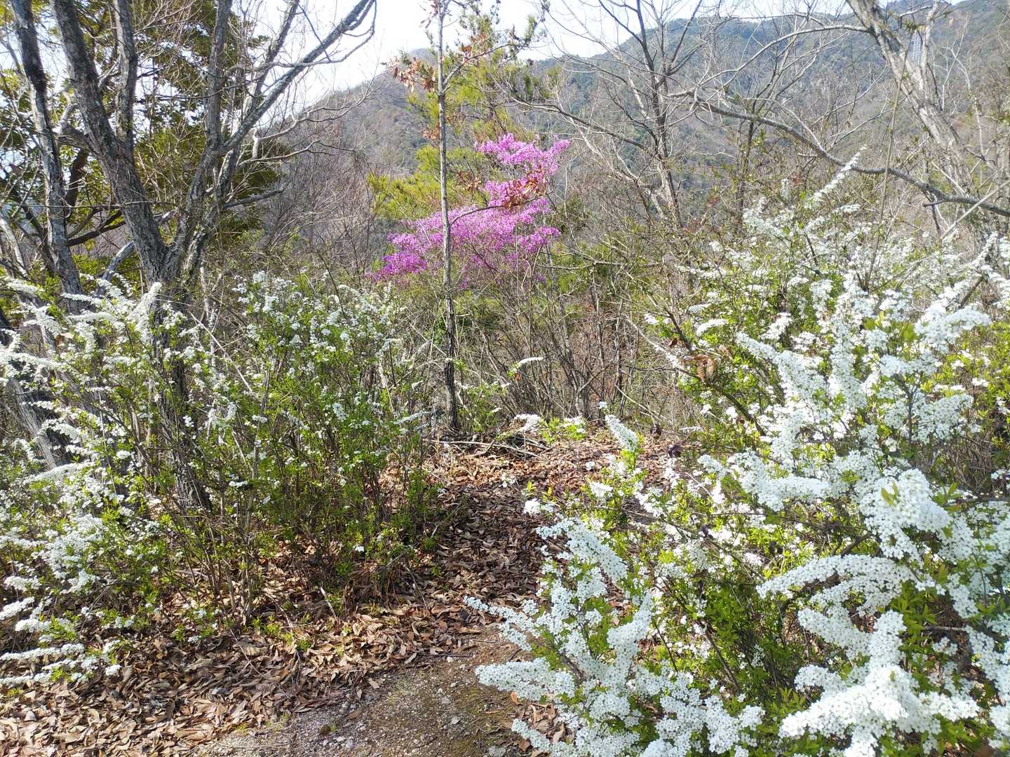 花に迎えられて大内山に到着！