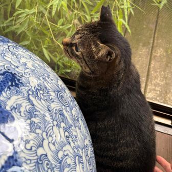 帰る頃にねこちゃん登場🐈‍⬛