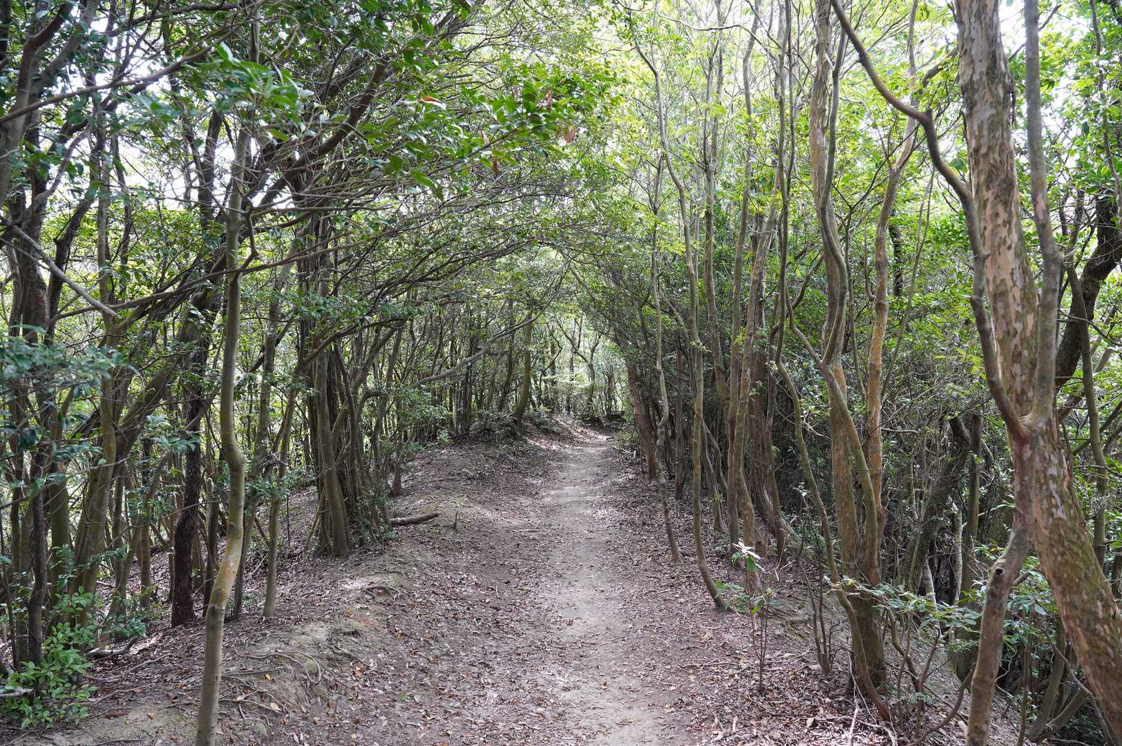 茶臼山 往復コースの写真