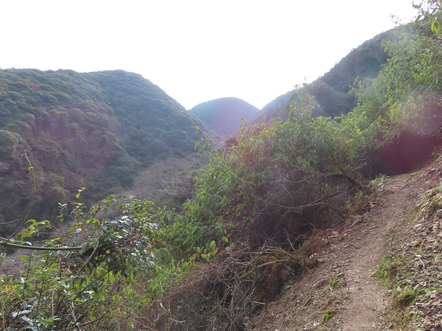 中央奥が笠置山かな？？・・（アレは３４９ピークらしい、笠置山はさらに左手奥でココからは見えない模様）