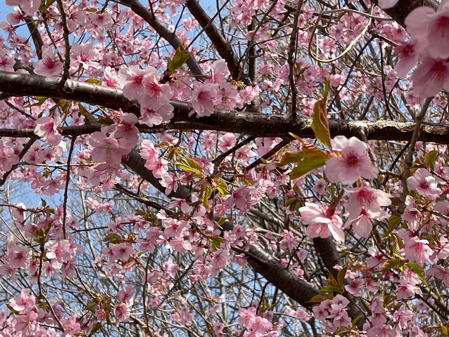 満開🌸