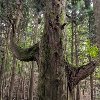 こんなにも天狗の腰掛けという名前がぴったりの木は無いだろう