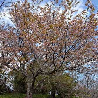 桜もいい感じでした🌸