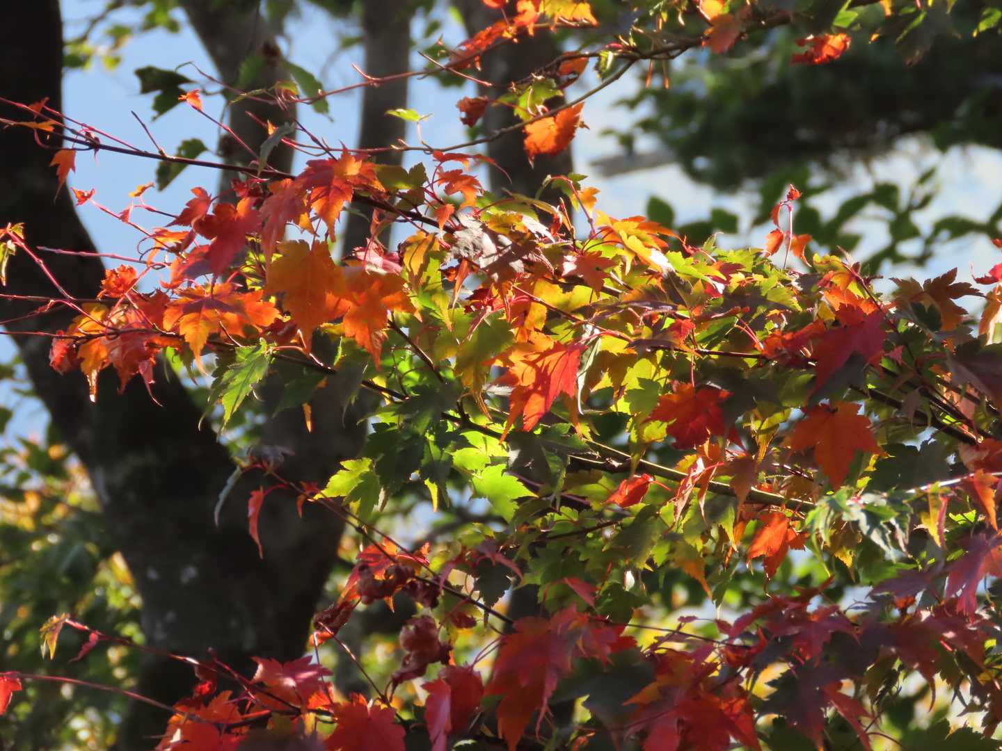 紅葉、良いですね。