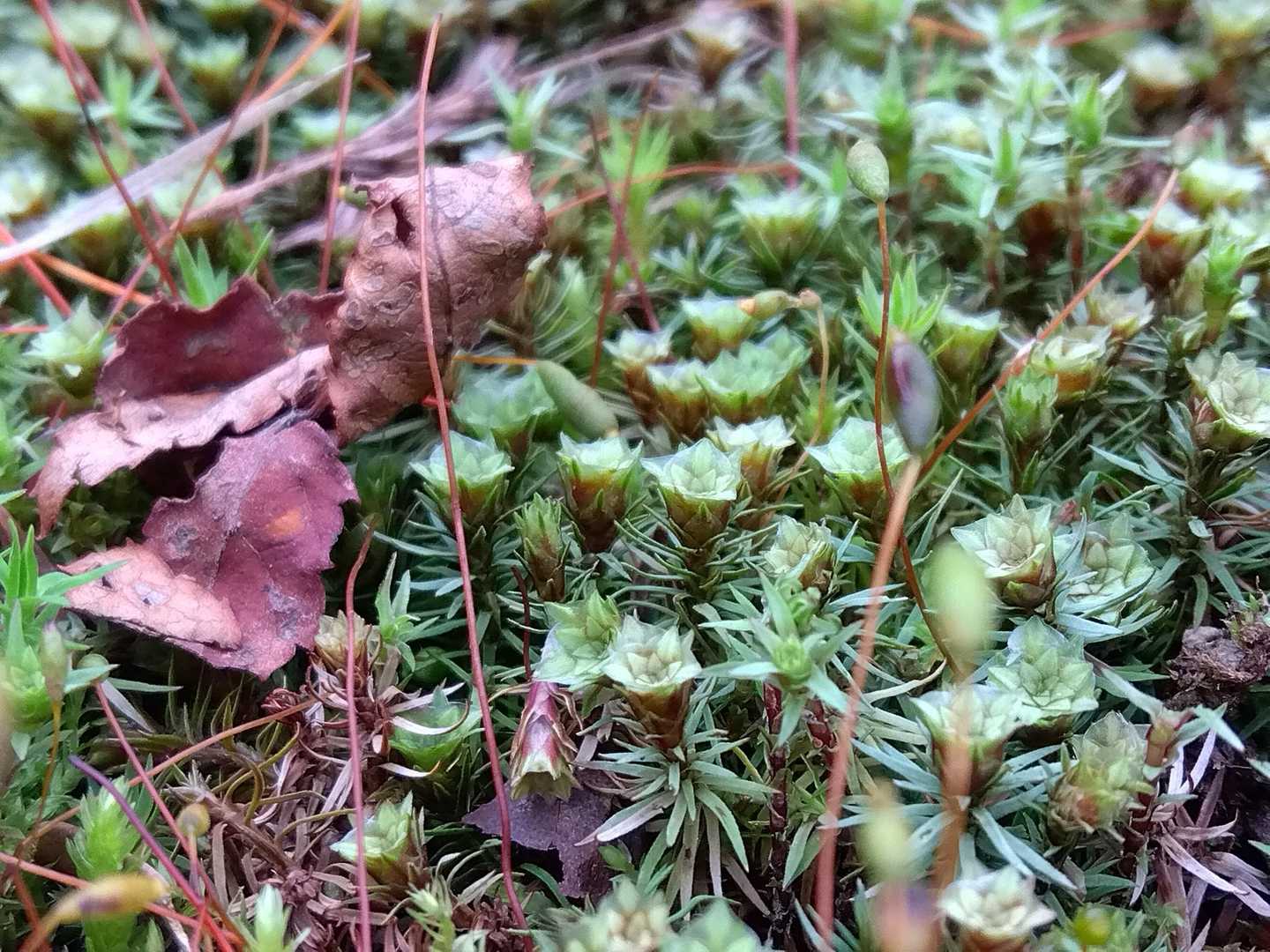鉄塔下で
苔の花？花咲くの？