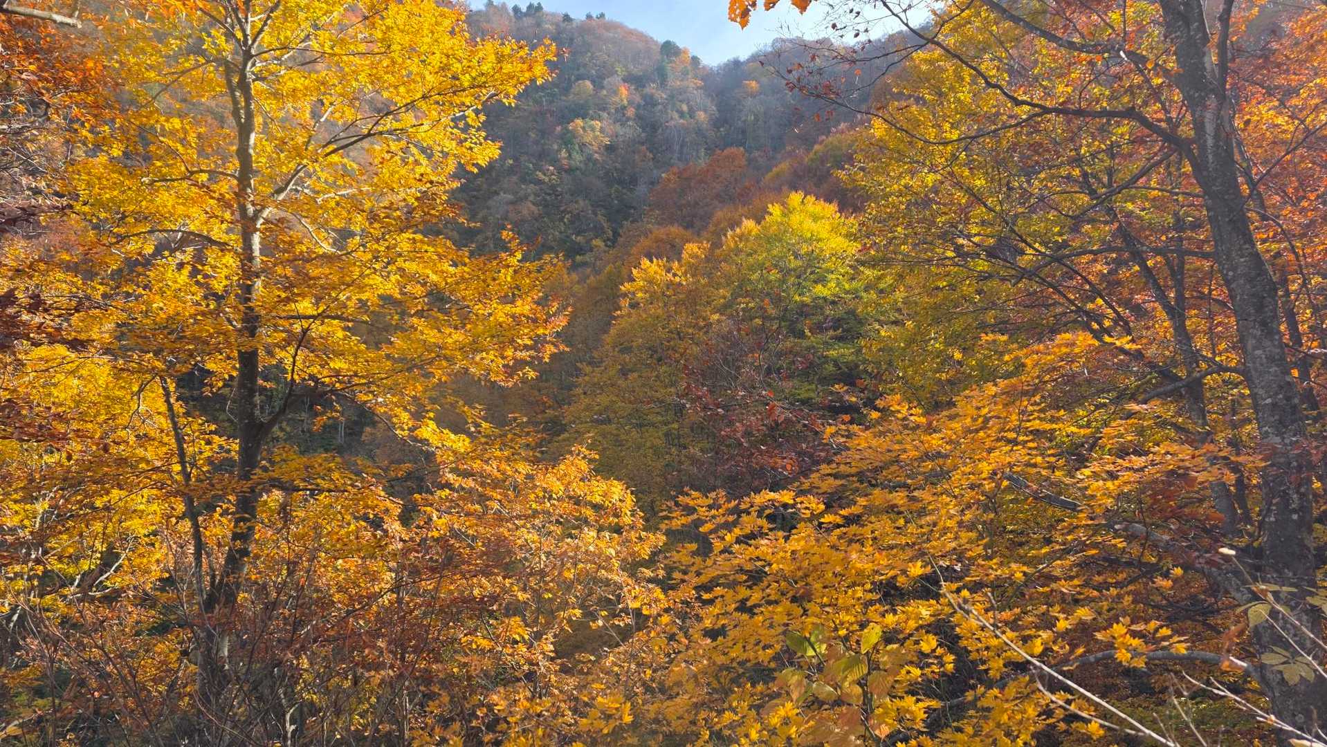 🍁