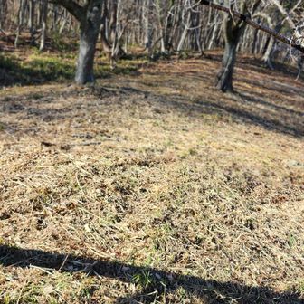 ここが宝登山登山口