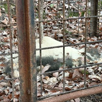 イノシシ捕獲檻にイノシシの毛が‼️