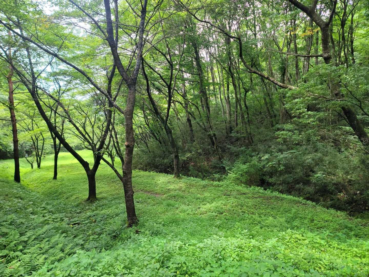 宇津峰 往復コースの写真