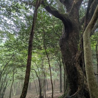 雲がかってるぅぅ