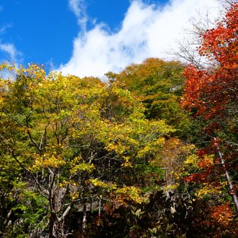 陽がさすと紅葉が映える🍁